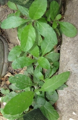 Ruellieae