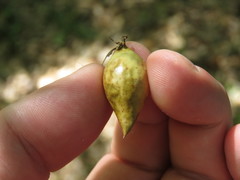 Amphibolips quercuscitriformis