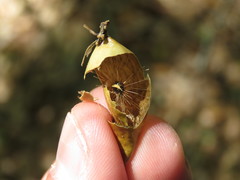 Amphibolips quercuscitriformis