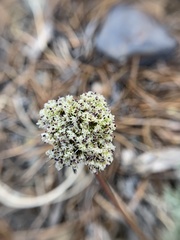 Cymopterus aboriginum