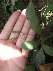 Ruellieae