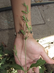Ruellieae