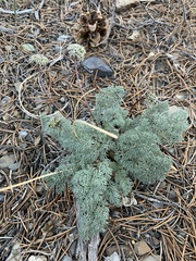 Cymopterus aboriginum