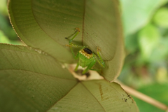 Copiphora brevirostris