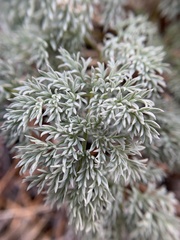 Cymopterus aboriginum