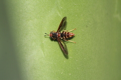 Hermetia comstocki