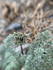Cymopterus aboriginum