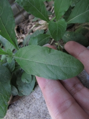 Ruellieae