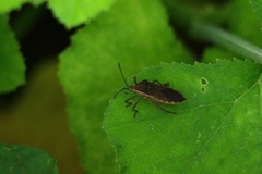 Anasa trilineata