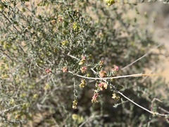 Grayia spinosa