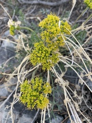 Lomatium parryi