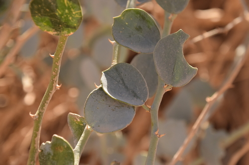 Image of Capparis aegyptia by (c) Mitch Van Dyke, some rights reserved (CC BY)