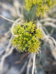 Lomatium parryi