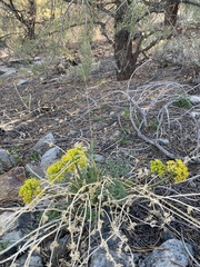 Lomatium parryi