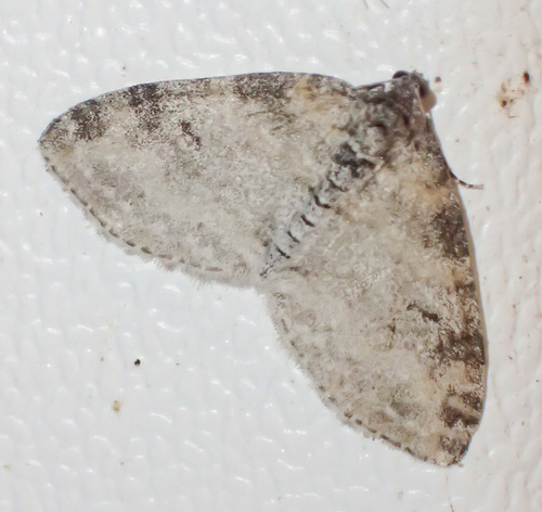 Powdered Bigwing Moth photo 4