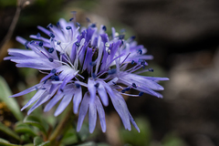 Globularia cordifolia