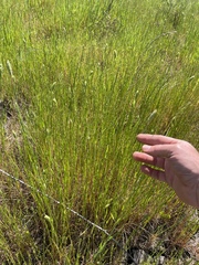 Phalaris paradoxa