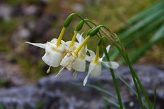 Narcissus triandrus triandrus