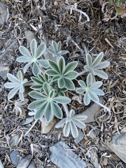 Lupinus magnificus magnificus