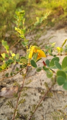 Chamaecrista ramosa