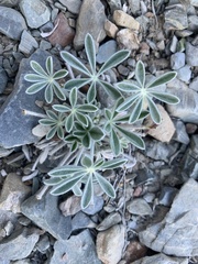 Lupinus magnificus magnificus