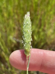 Phalaris paradoxa