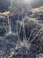 Lupinus magnificus magnificus