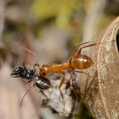 Formica pallidefulva
