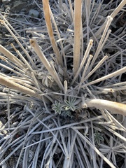 Lupinus magnificus magnificus