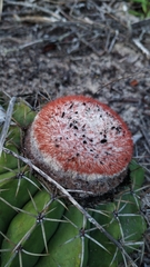 Melocactus violaceus violaceus