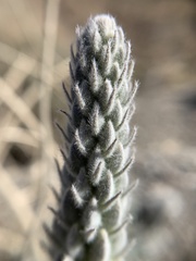 Lupinus magnificus magnificus