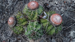 Melocactus violaceus violaceus