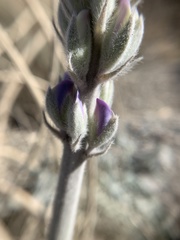 Lupinus magnificus magnificus