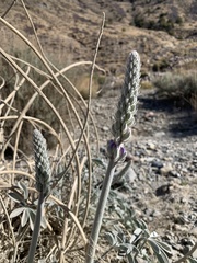 Lupinus magnificus magnificus