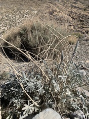 Lupinus magnificus magnificus