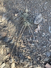 Lupinus magnificus magnificus