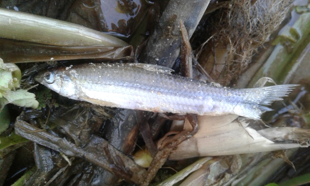 Darter-karakijn (Apareiodon affinis) — Parodontidae