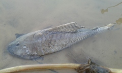 Hypostomus