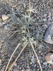 Lupinus magnificus magnificus