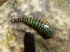 Hemiclepsis marginata