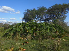 Thaumatophyllum undulatum