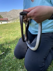 Masticophis fuliginosus