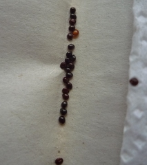 Amaranthus hypochondriacus