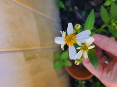 Bidens alba