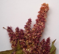 Amaranthus hypochondriacus
