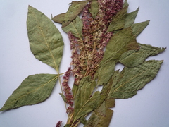 Amaranthus hypochondriacus