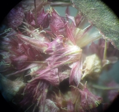 Amaranthus hypochondriacus