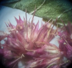 Amaranthus hypochondriacus