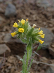 Amsinckia lycopsoides