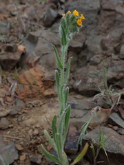 Amsinckia lycopsoides